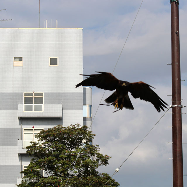 威嚇のための飛行中の鷹